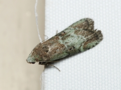 Heteromicta tripartitella