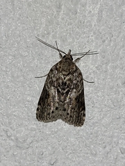 Nycteola indica