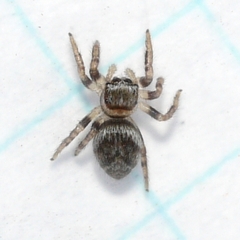 Evarcha hoyi