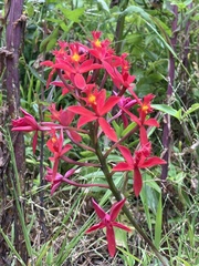 Epidendrum ibaguense