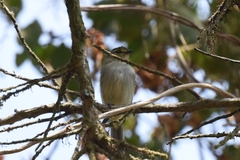 Zimmerius viridiflavus