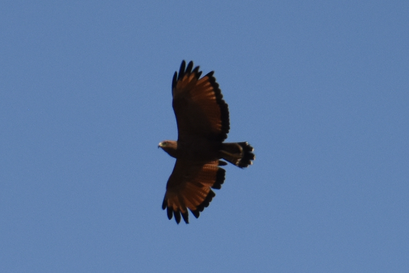 Buteogallus meridionalis image