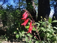 Penstemon barbatus
