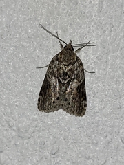 Nycteola indica