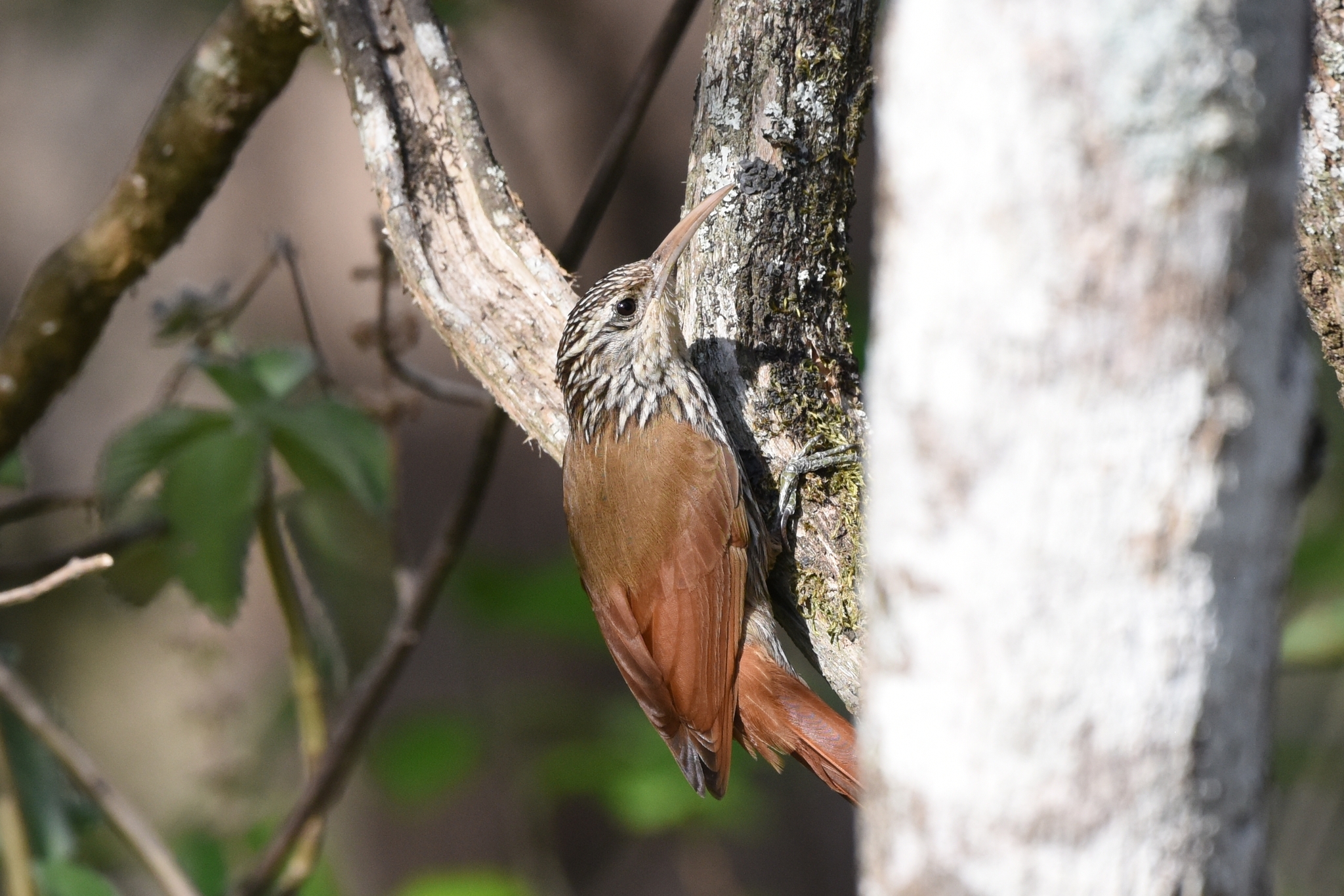 Lepidocolaptes souleyetii image