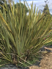 Phormium