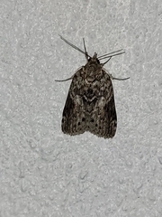 Nycteola indica