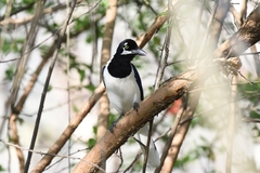 Cyanocorax mystacalis