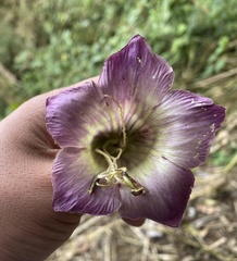 Cobaea scandens