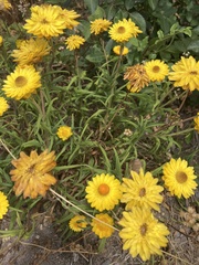 Xerochrysum bracteatum