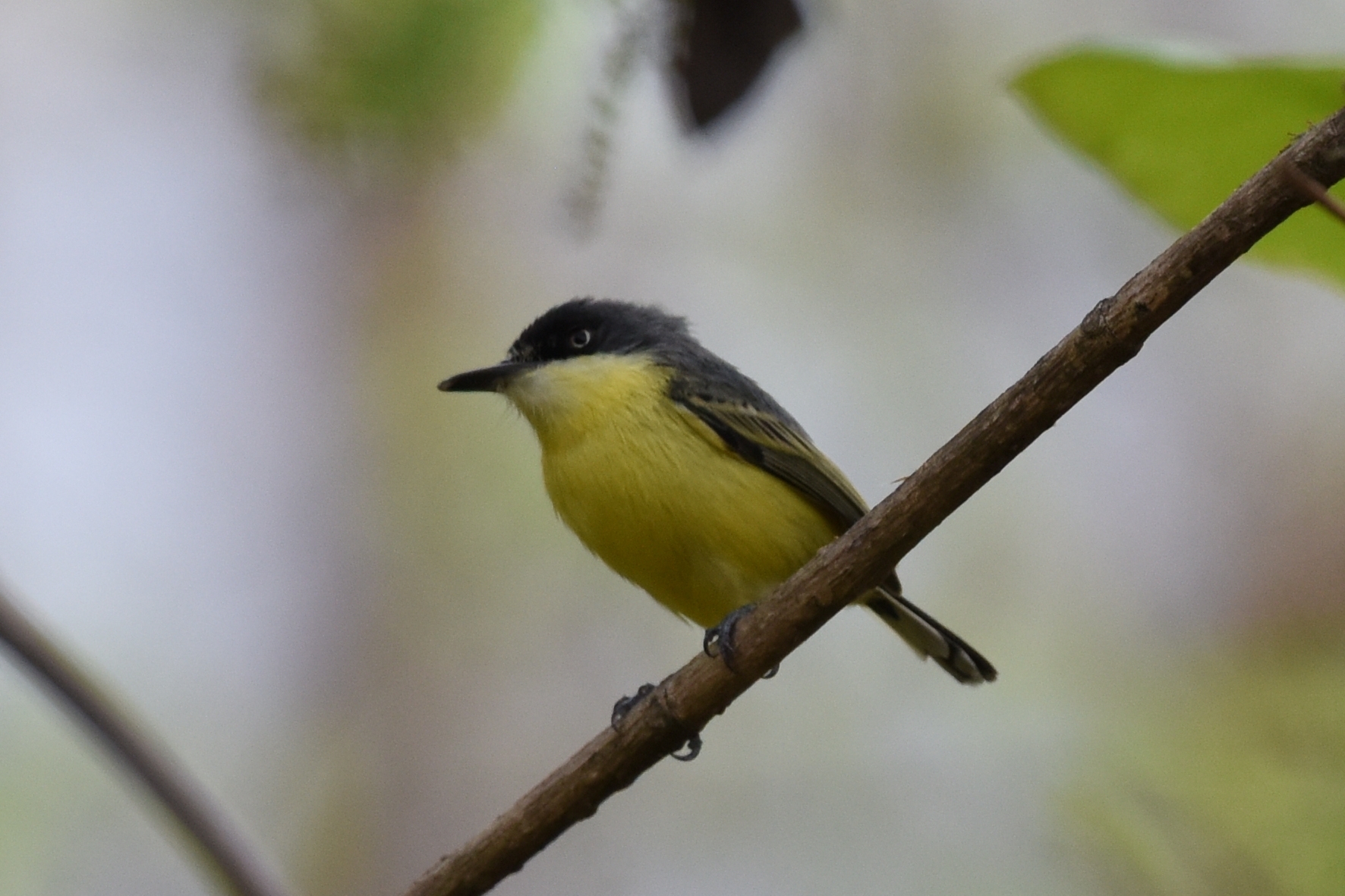 Todirostrum cinereum image