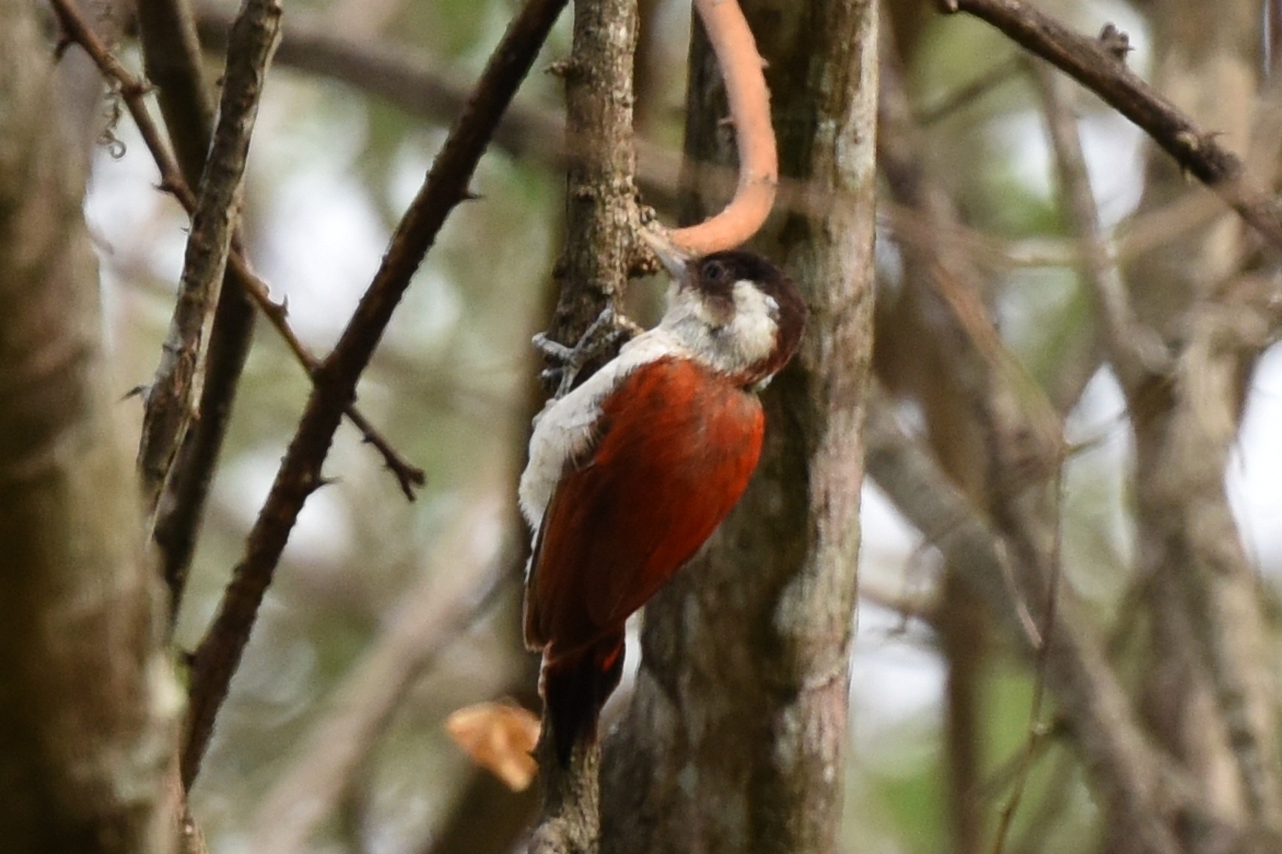 Veniliornis callonotus image