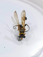 Sceliphron asiaticum