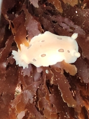 Diaulula sandiegensis