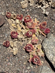 Mesembryanthemum crystallinum