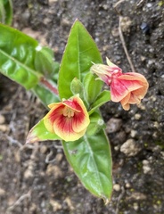 Oenothera epilobiifolia