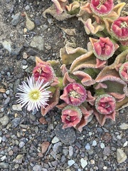 Mesembryanthemum crystallinum