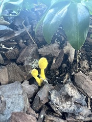 Leucocoprinus birnbaumii image