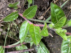 Oenothera epilobiifolia