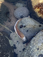 Meyenaster gelatinosus