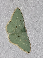 Comostola meritaria