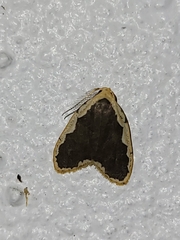 Diduga spinosusa