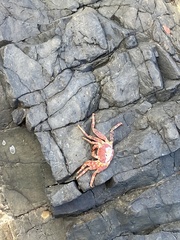 Grapsus adscensionis