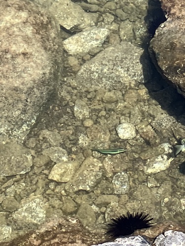 St. Helena Wrasse