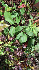 Rudbeckia laciniata