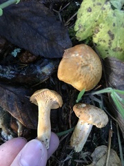 Cantharellus formosus