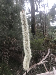 Xanthorrhoea minor