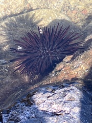 Echinometra lucunter