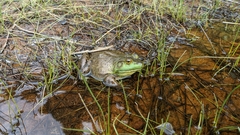 Lithobates catesbeianus