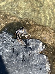 Grapsus adscensionis