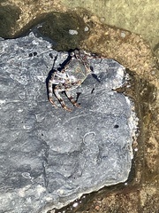Grapsus adscensionis
