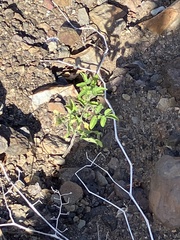 Solanum lycopersicum