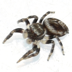 Evarcha hoyi