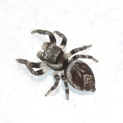 Evarcha hoyi