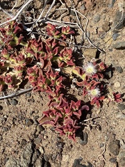 Mesembryanthemum crystallinum
