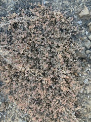 Atriplex semibaccata