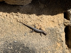 Cryptoblepharus virgatus