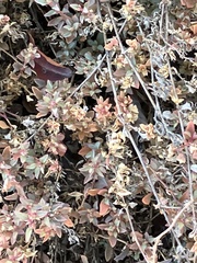 Atriplex semibaccata