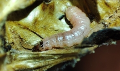 Ectomyelois ceratoniae