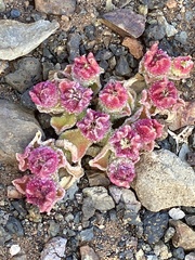 Mesembryanthemum crystallinum