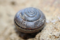 Helminthoglypta
