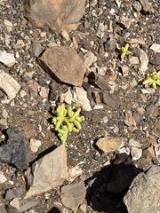 Mesembryanthemum cryptanthum