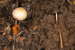 Psathyrella amarescens