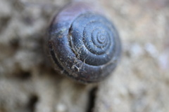 Helminthoglypta
