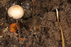Psathyrella amarescens