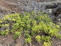 Schinus terebinthifolia
